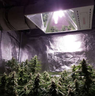 Your guide for selecting and operating the ballast for HID growing lamps