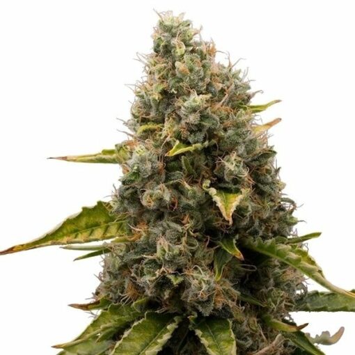 White Widow