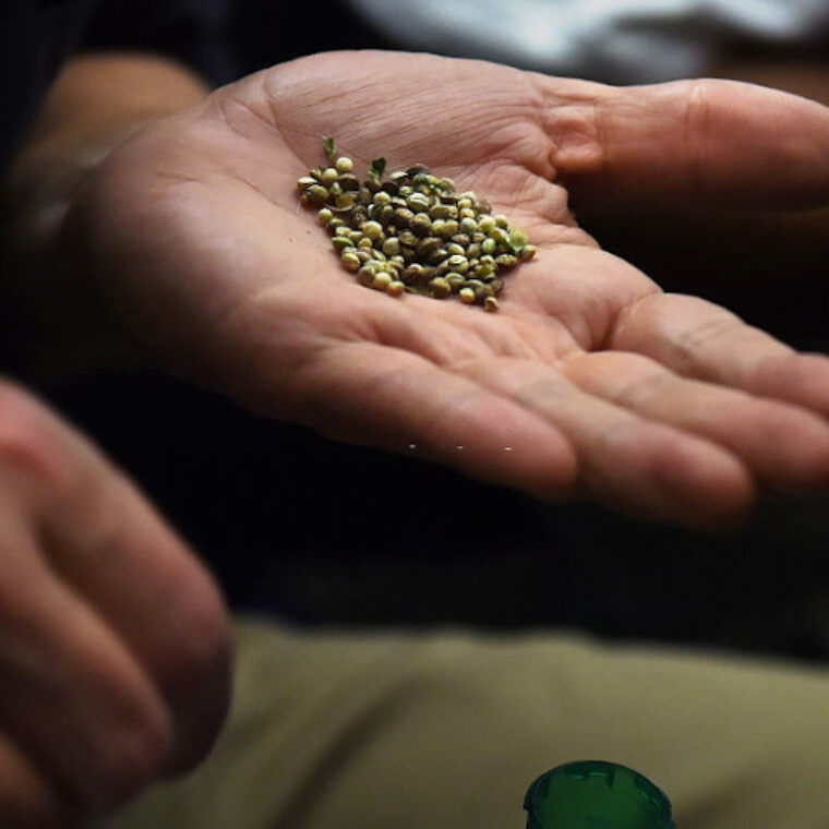 How to store your cannabis seeds Our top 5 tips!-